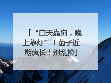“白天靠狗，晚上靠灯”！菌子近期疯长！别乱捡