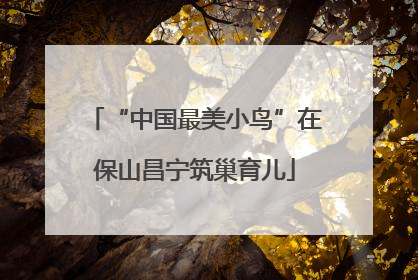 “中国最美小鸟”在保山昌宁筑巢育儿