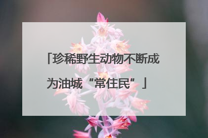 珍稀野生动物不断成为油城“常住民”