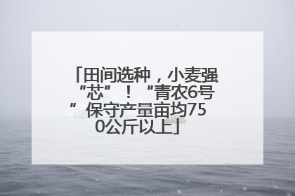 田间选种，小麦强“芯”！“青农6号”保守产量亩均750公斤以上