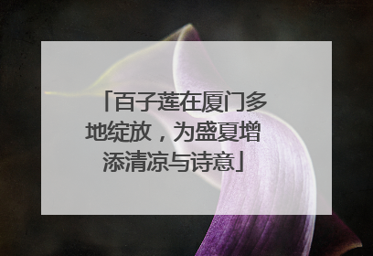 百子莲在厦门多地绽放，为盛夏增添清凉与诗意