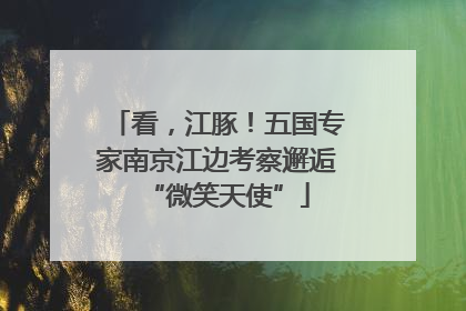 看，江豚！五国专家南京江边考察邂逅“微笑天使”