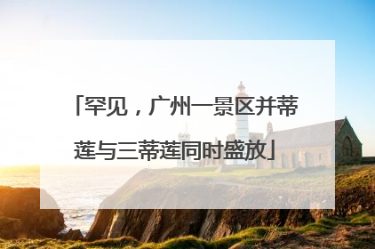 罕见，广州一景区并蒂莲与三蒂莲同时盛放