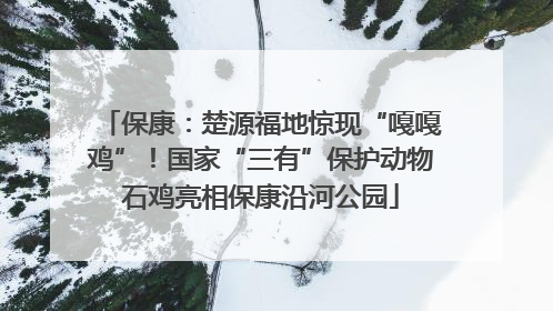 保康：楚源福地惊现“嘎嘎鸡”！国家“三有”保护动物石鸡亮相保康沿河公园