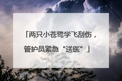 两只小苍鹭学飞刮伤，管护员紧急“送医”