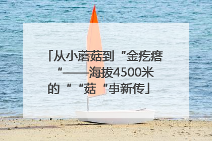 从小蘑菇到“金疙瘩“——海拔4500米的““菇“事新传