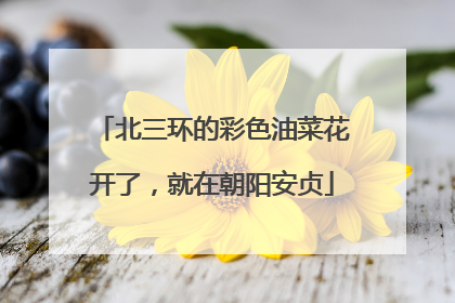 北三环的彩色油菜花开了，就在朝阳安贞