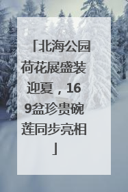 北海公园荷花展盛装迎夏，169盆珍贵碗莲同步亮相