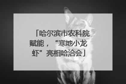 哈尔滨市农科院赋能，“寒地小龙虾”亮相哈洽会
