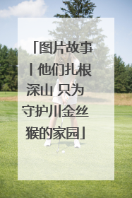 图片故事丨他们扎根深山 只为守护川金丝猴的家园