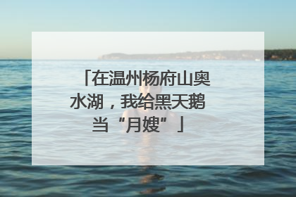 在温州杨府山奥水湖，我给黑天鹅当“月嫂”