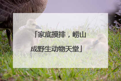 家底摸排，崂山成野生动物天堂