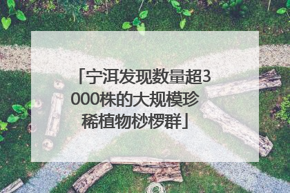 宁洱发现数量超3000株的大规模珍稀植物桫椤群