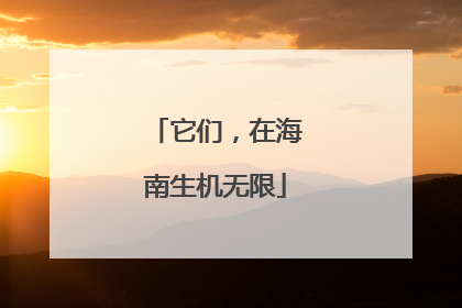 它们，在海南生机无限