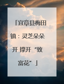 宜章县梅田镇：灵芝朵朵开 撑开“致富花”