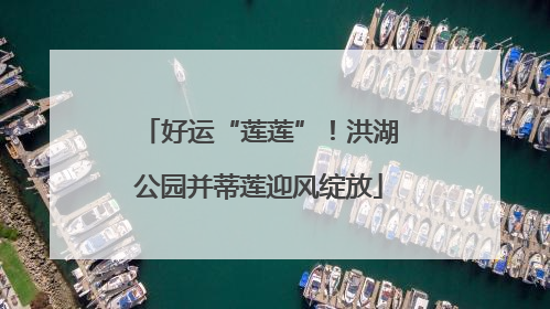 好运“莲莲”！洪湖公园并蒂莲迎风绽放