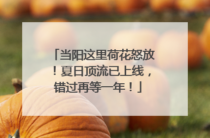 当阳这里荷花怒放！夏日顶流已上线，错过再等一年！