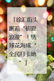 徐汇街头邂逅“初夏浪漫”！绣球花海成“全民打卡地”