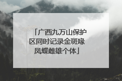 广西九万山保护区同时记录金斑喙凤蝶雌雄个体