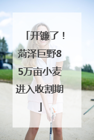 开镰了！菏泽巨野85万亩小麦进入收割期