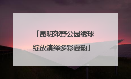 昆明郊野公园绣球绽放演绎多彩夏韵