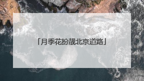 月季花扮靓北京道路