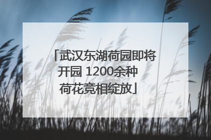 武汉东湖荷园即将开园 1200余种荷花竞相绽放