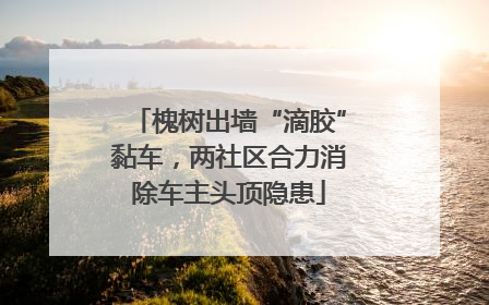 槐树出墙“滴胶”黏车，两社区合力消除车主头顶隐患