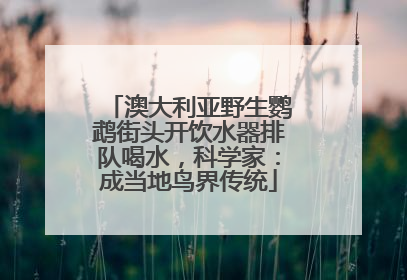 澳大利亚野生鹦鹉街头开饮水器排队喝水，科学家：成当地鸟界传统