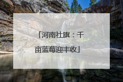 河南社旗：千亩蓝莓迎丰收