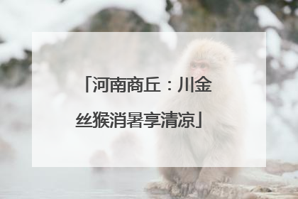 河南商丘：川金丝猴消暑享清凉