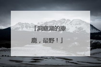 洞庭湖的麋鹿，最野！