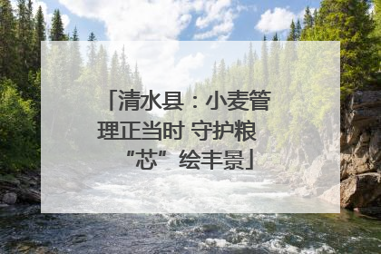 清水县：小麦管理正当时 守护粮“芯”绘丰景