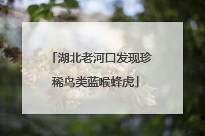 湖北老河口发现珍稀鸟类蓝喉蜂虎