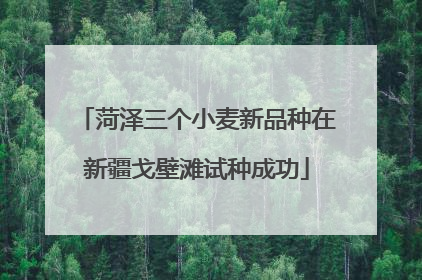 菏泽三个小麦新品种在新疆戈壁滩试种成功