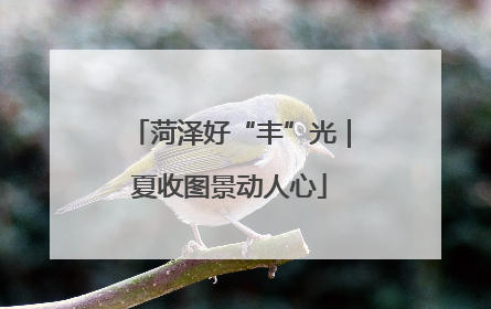菏泽好“丰”光｜夏收图景动人心
