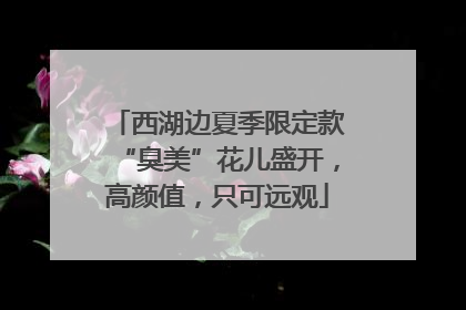 西湖边夏季限定款“臭美”花儿盛开，高颜值，只可远观