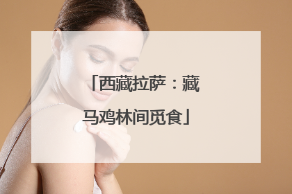 西藏拉萨：藏马鸡林间觅食