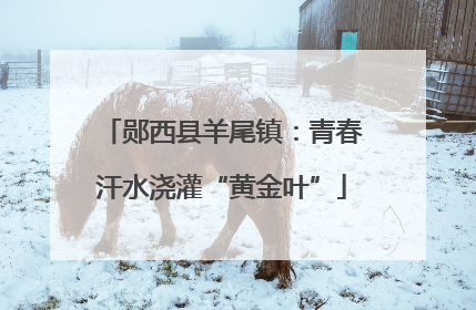 郧西县羊尾镇：青春汗水浇灌“黄金叶”