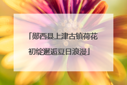 郧西县上津古镇荷花初绽邂逅夏日浪漫