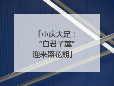 重庆大足：“白君子莲”迎来盛花期