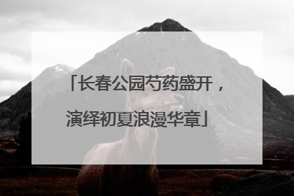 长春公园芍药盛开，演绎初夏浪漫华章