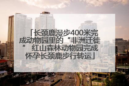 长颈鹿漫步400米完成动物园里的“非洲迁徙” 红山森林动物园完成怀孕长颈鹿步行转运