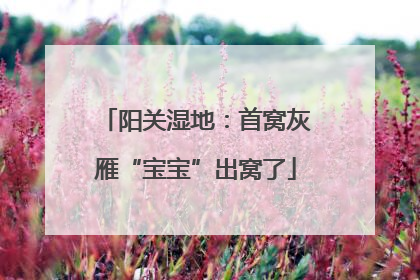 阳关湿地：首窝灰雁“宝宝”出窝了