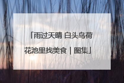 雨过天晴 白头鸟荷花池里找美食｜图集