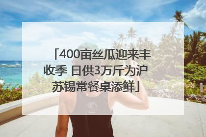 400亩丝瓜迎来丰收季 日供3万斤为沪苏锡常餐桌添鲜