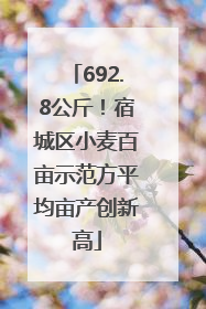 692.8公斤！宿城区小麦百亩示范方平均亩产创新高